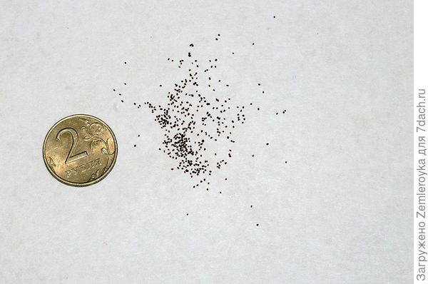 Семена примулы