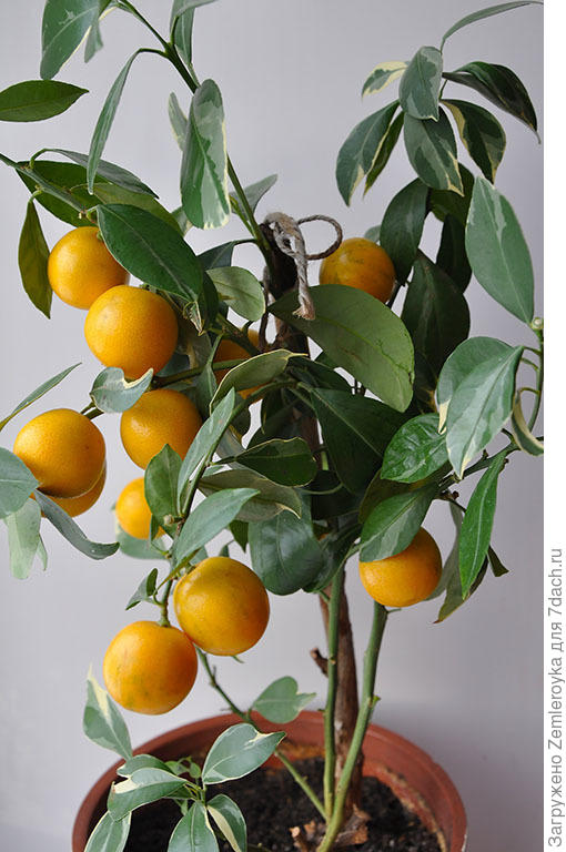 Каламондин