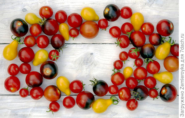 Медовая капля, Синяя гроздь, Сладкая гроздь