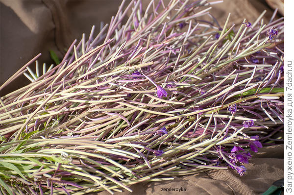 Коробочки на стволах