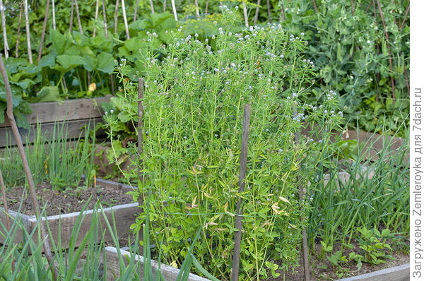 Пажитник в полный рост