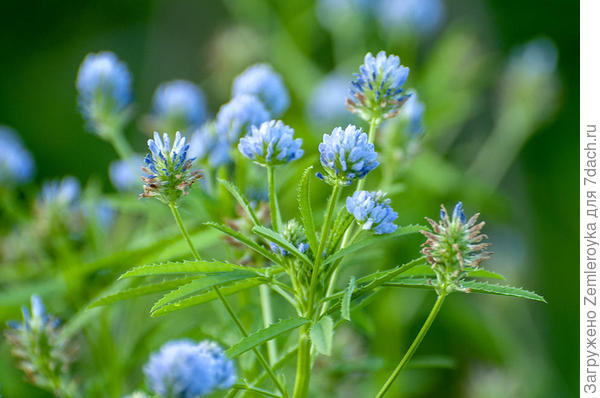 Пажитник цветёт