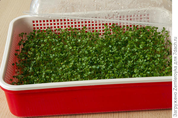 Руккола в возрасте 6 дней