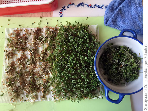 Сбор урожая рукколы