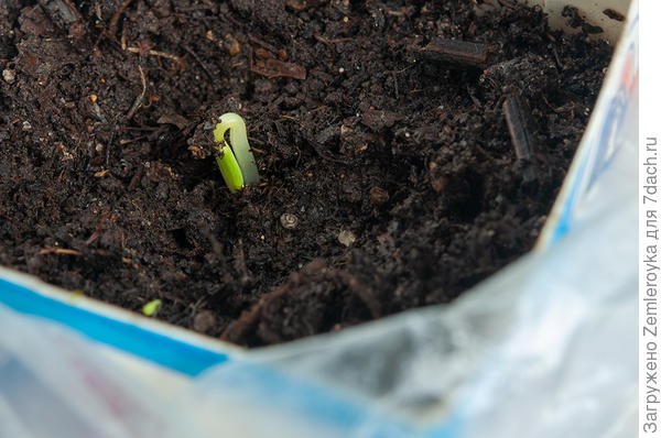 Появление всхода на четвёртый день