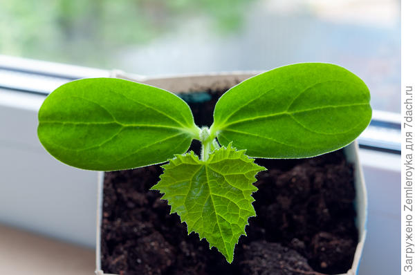 Первый настоящий лист