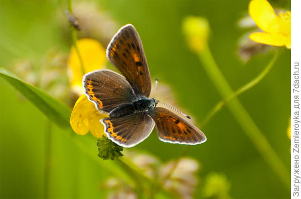 Бархатные крылья