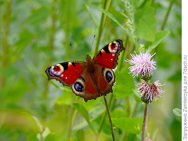 Павлиний глаз