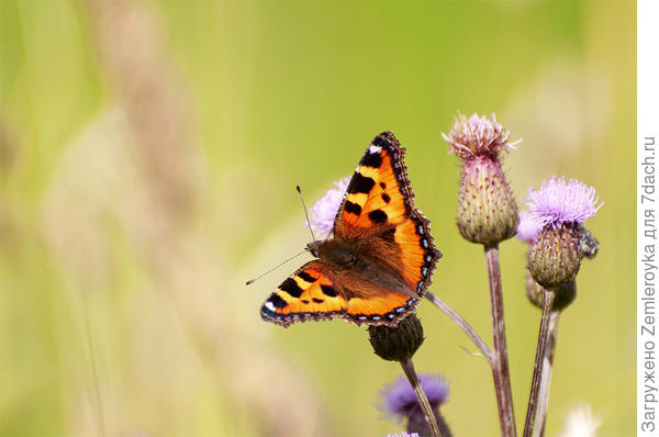 Крапивница