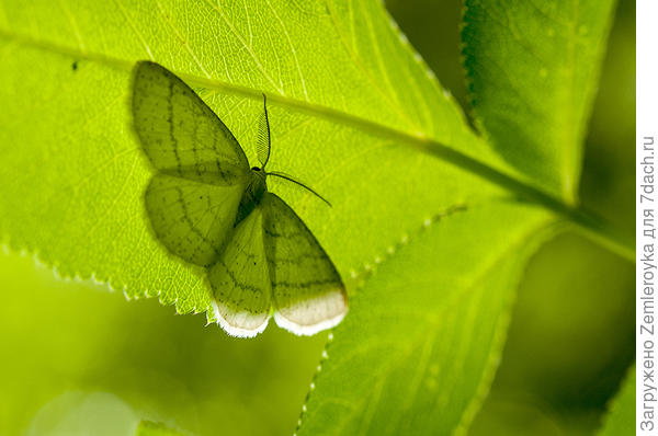 Игра в прятки с солнцем