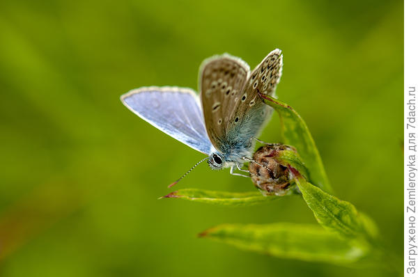 Фотомодель