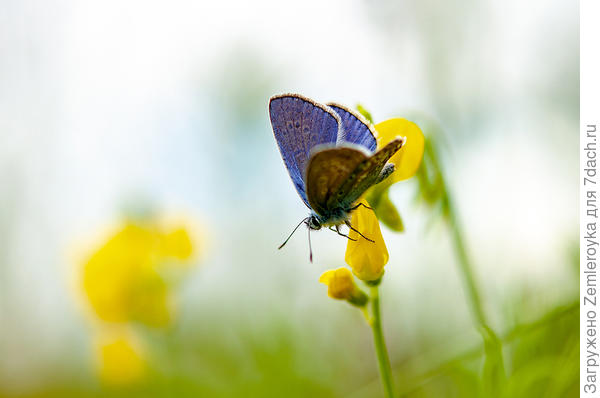Голубянка Орион