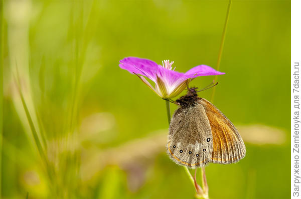 Чашечка нектара