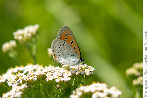 Голубянка на тысячелистнике