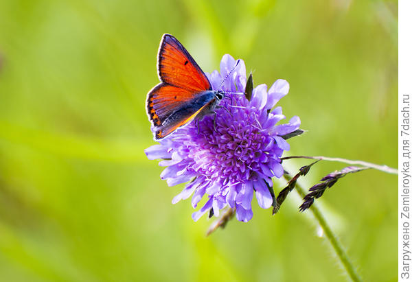 Бабочка Голубянка (род Червонцы)