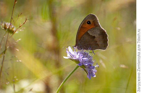Лакомый цветочек