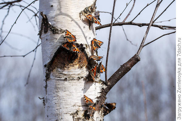 Бабочки пьют берёзовый сок