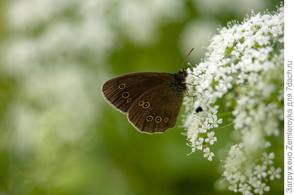 Крылья цвета шоколада
