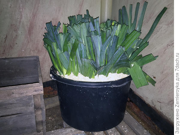 В кессоне, в опилках