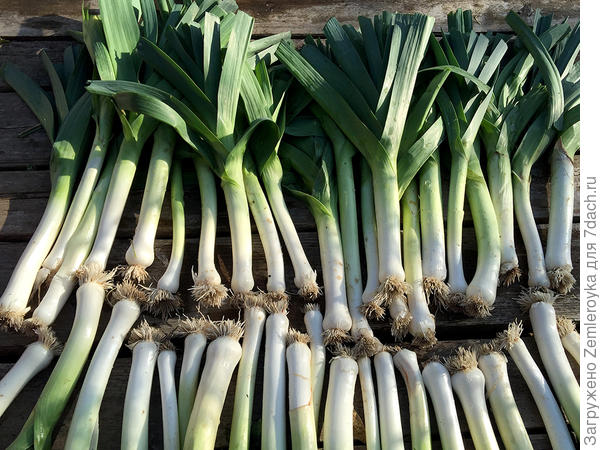 Сорт &amp;quot;Слон&amp;quot; на просушке