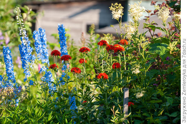 Лихнис халцедонский