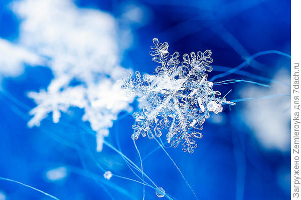 Снежинка на варежке (макрозима)