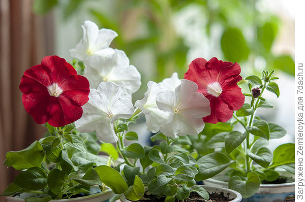 Петунии посеянные в начале января. Цветение в середине апреля