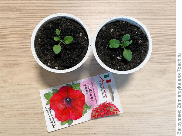 08.01.2021 Петуниям один месяц