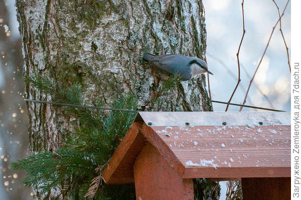 Поползень. Вроде...