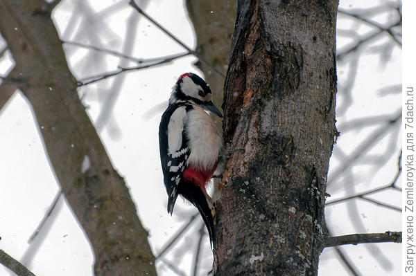 Дятел большой пёстрый