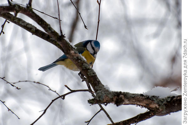 Синица лазоревка