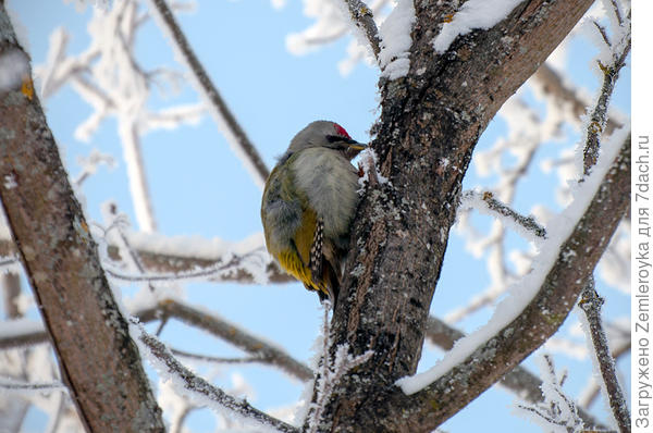 Дятел зелёный