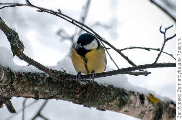 Синица большая