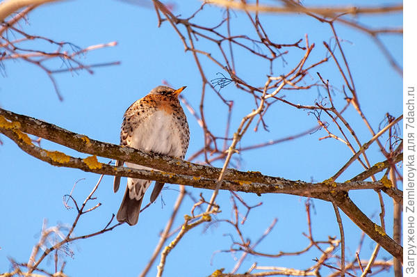 Дрозд рябинник