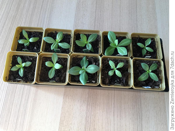 Малышкам два месяца