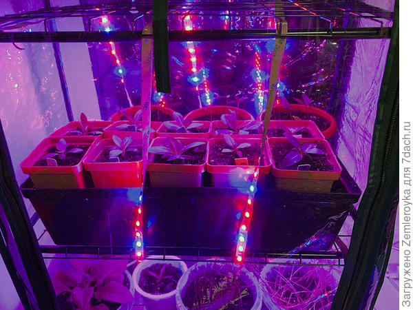 Живут в тепличке. Наколхозила фитоленту, обкрутив ей полки
