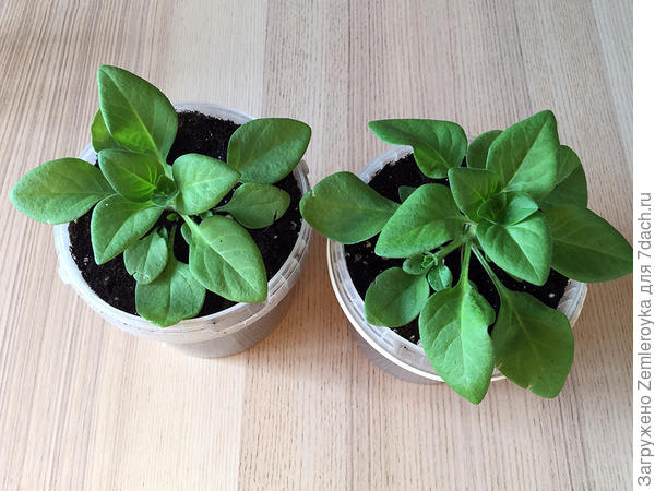 Возраст два месяца