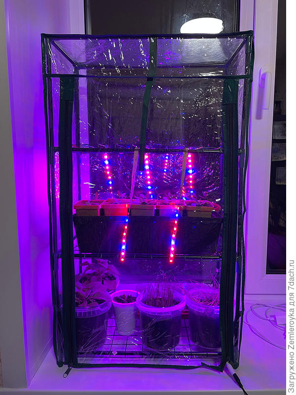 Вот в таком домике живут растюшки