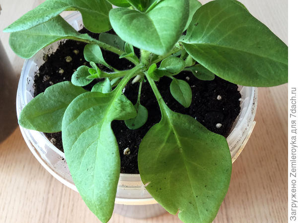 Начала куститься