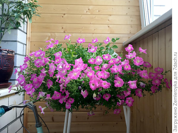 В самом расцвете сил (август 2020)