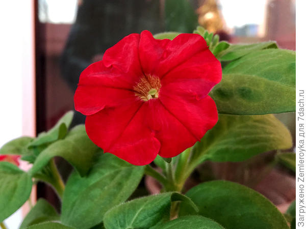 Аленький цветочек для нашего сайта