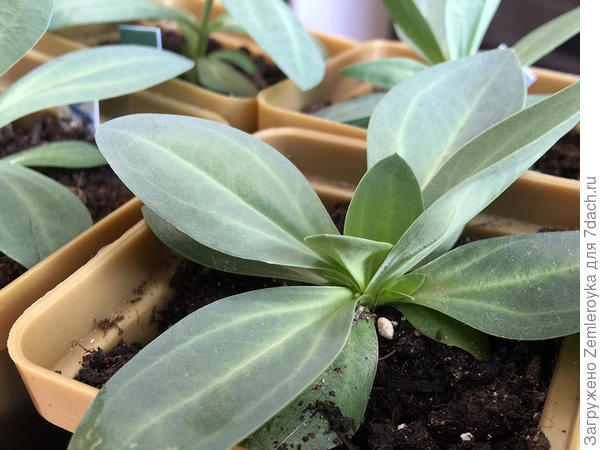 Стволик и не думает расти, а боковые побеги думают