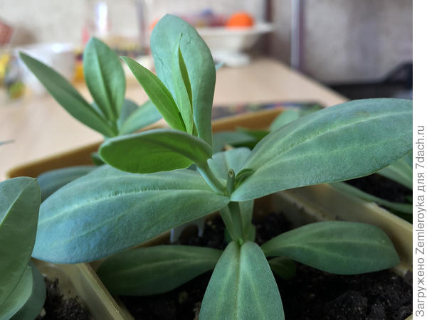 Как только отстригла макушку, выросла замещающая