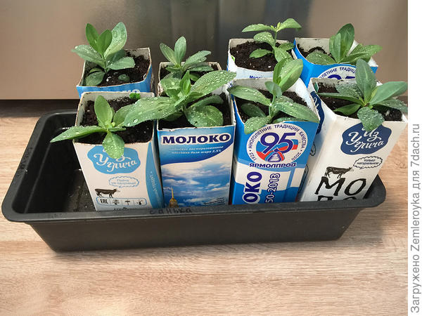 Эустомы пересажены 14.03.2021