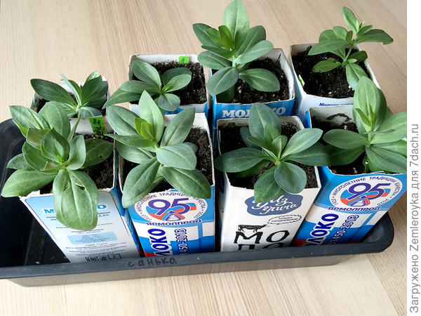 Эустомы через 10 дней после последней пересадки. Возраст 3,5 месяца. 24.03.2021