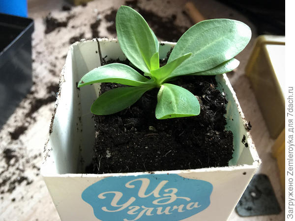 Ставила эустомы в уголок и заполняла коробку землёй. По другому не получилось