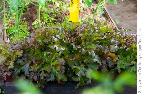 Высота растений