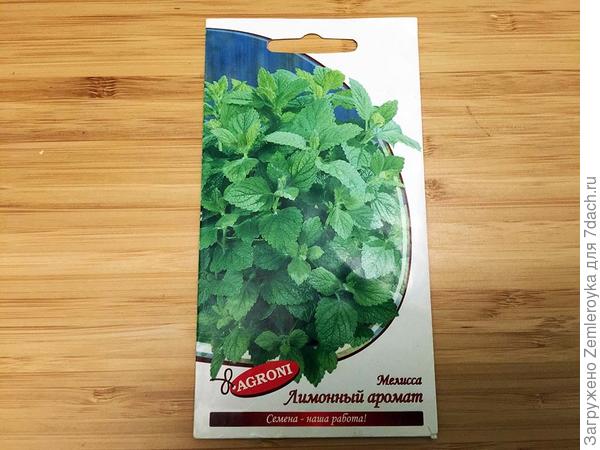 Мелисса многолетняя