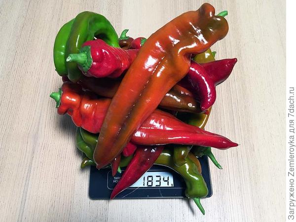 Палермо Красный, урожай с одного куста (03.09.2022)