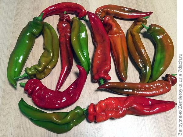 Палермо Красный, урожай с одного куста (03.09.2022)